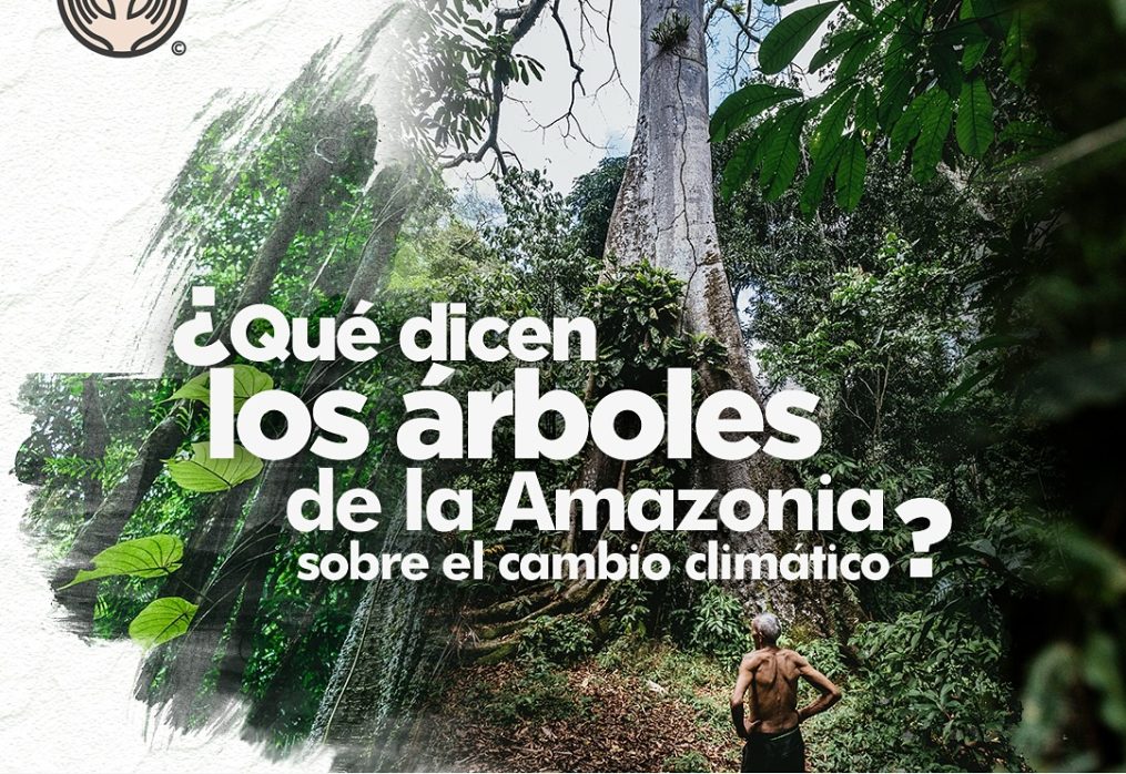 Los Árboles del Amazonas Tienen Algo que Decirnos