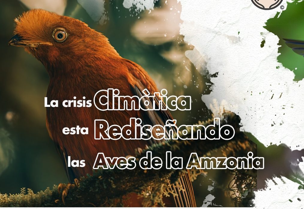 Especies de aves amazónicas se transforman